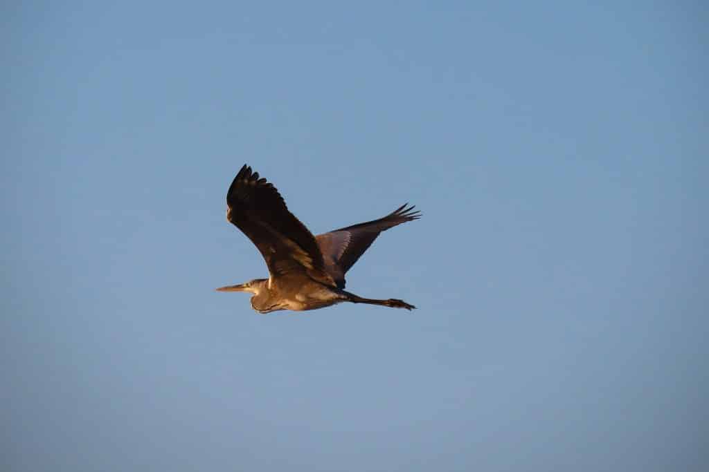 trapani-fauna-1