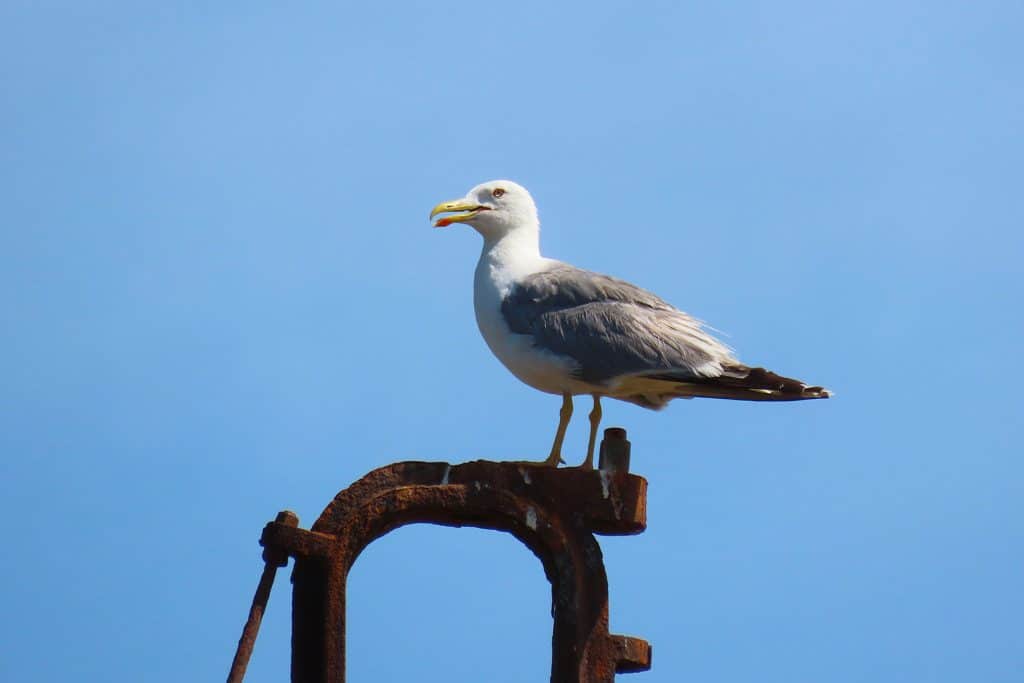 trapani-fauna-10