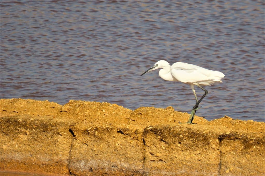 trapani-fauna-11