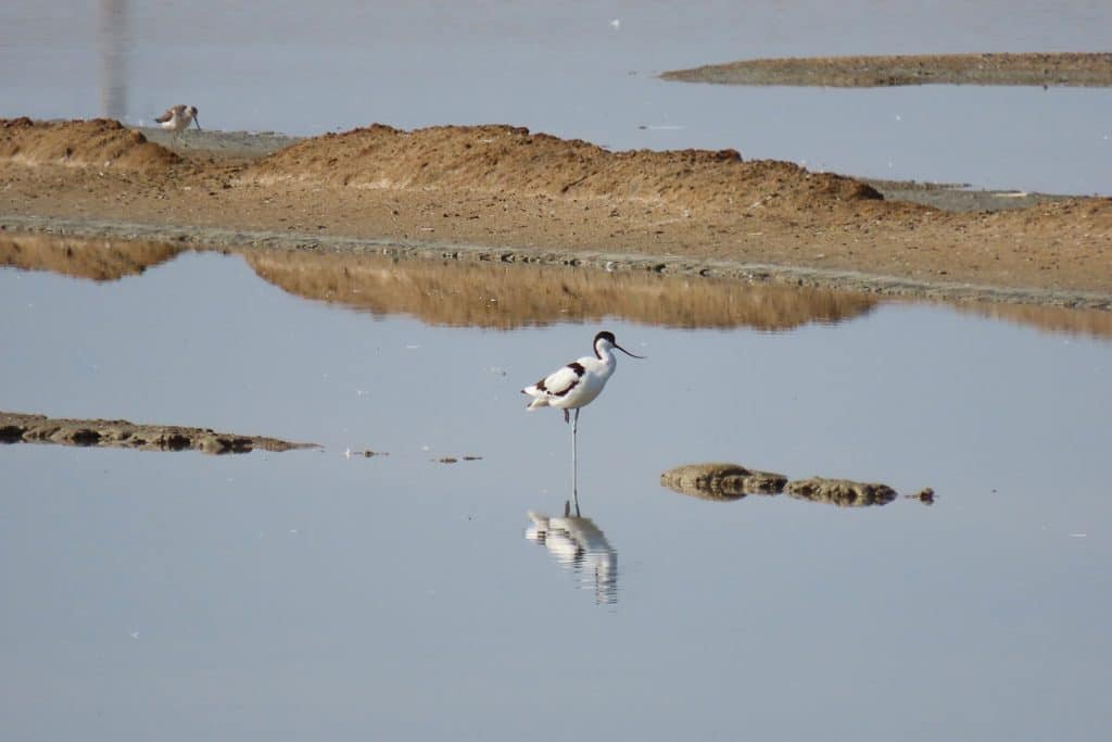 trapani-fauna-12