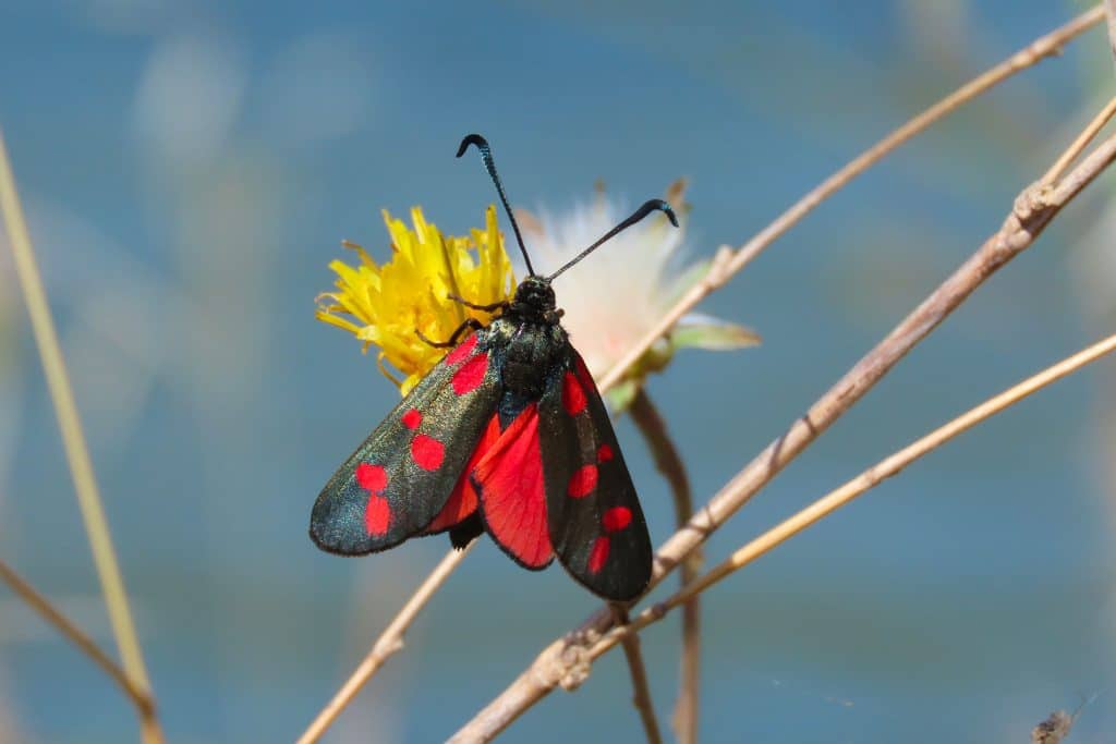 trapani-fauna-13