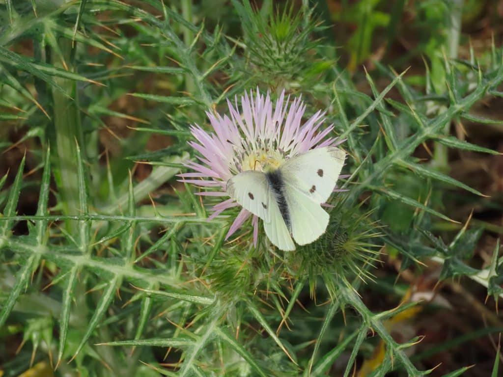 trapani-fauna-14