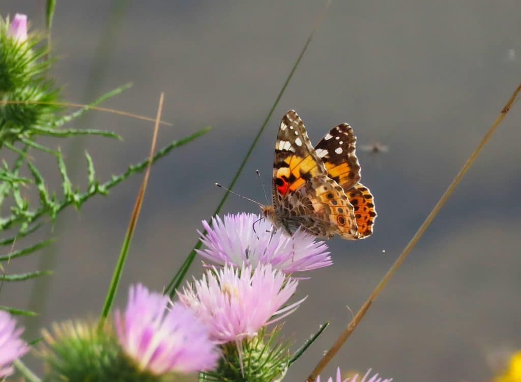 trapani-fauna-15