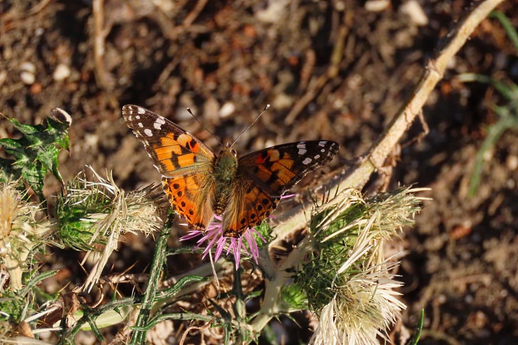 trapani-fauna-16