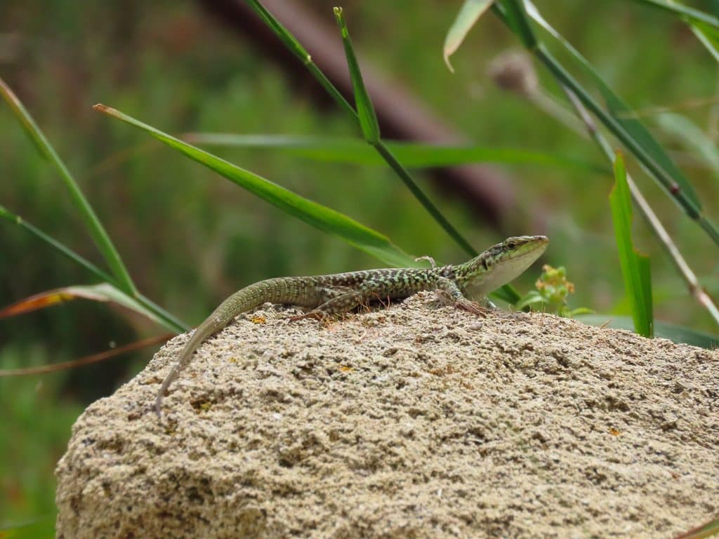 trapani-fauna-17