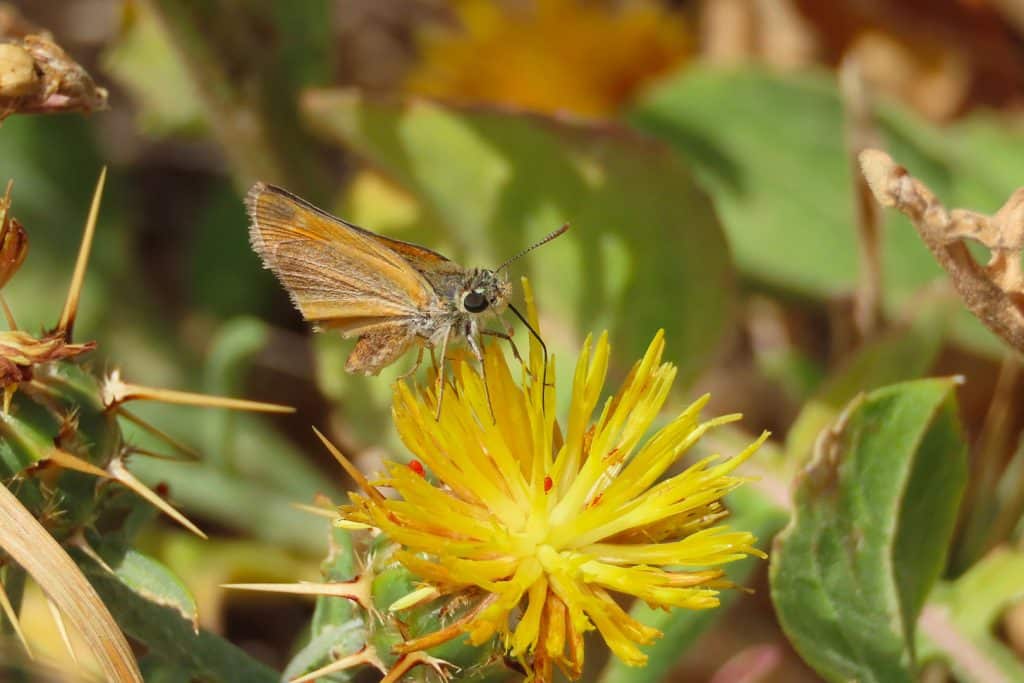 trapani-fauna-18