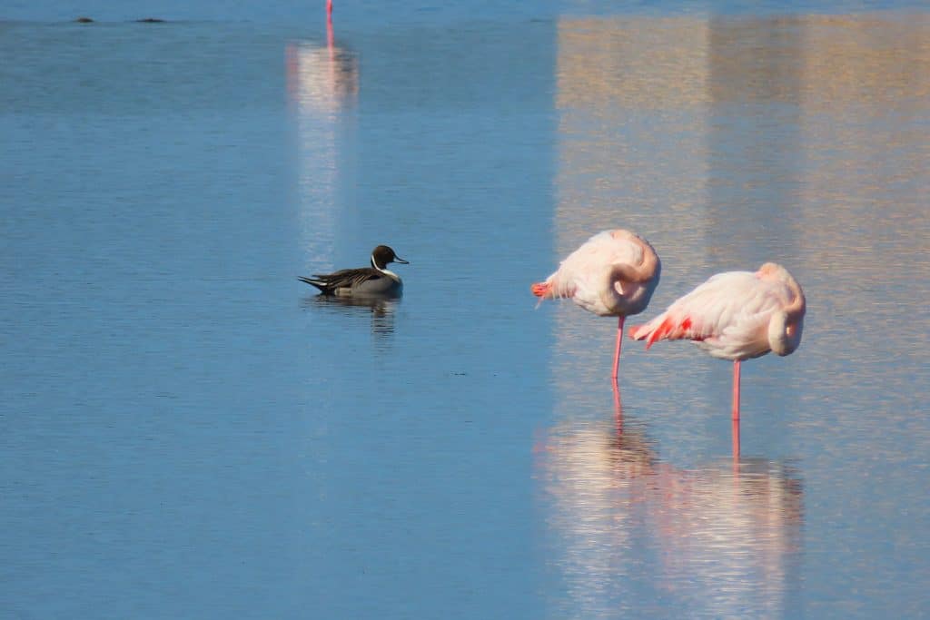trapani-fauna-19