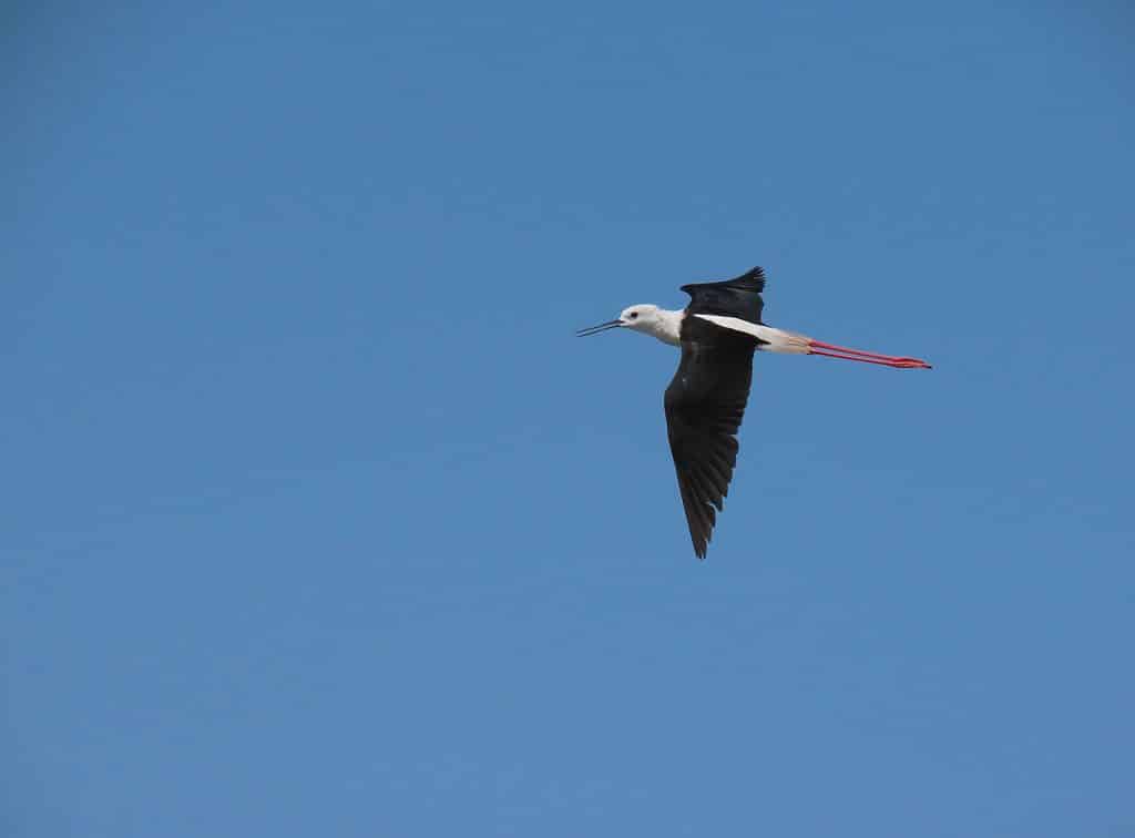 trapani-fauna-2