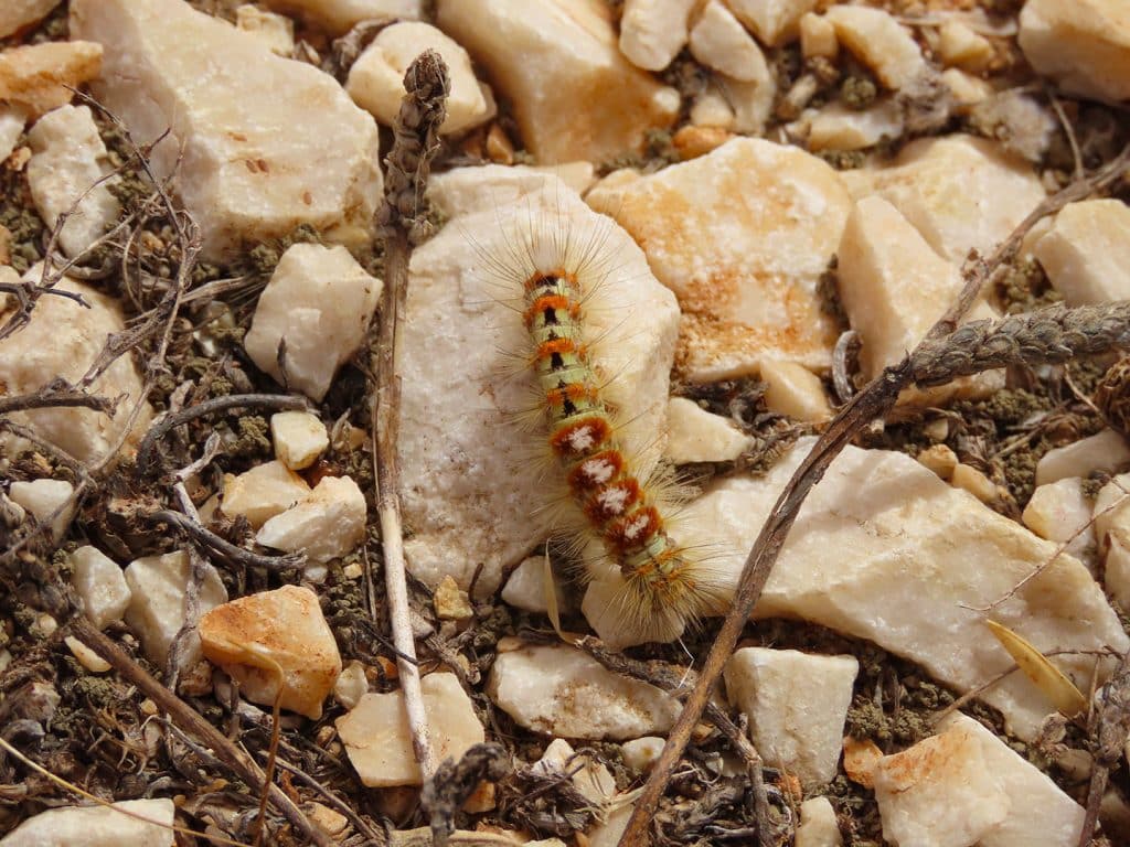 trapani-fauna-20