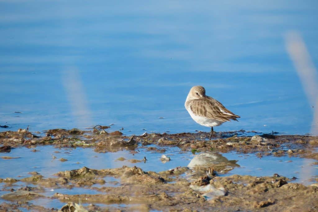 trapani-fauna-21