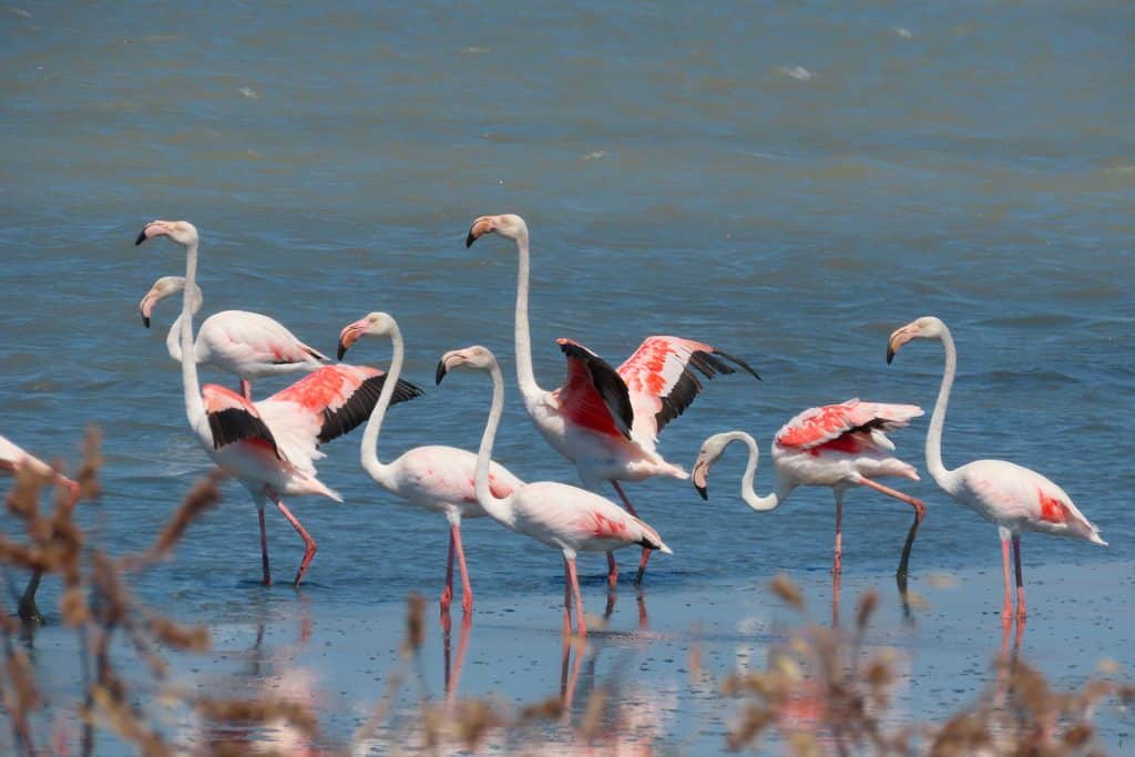trapani-fauna-22