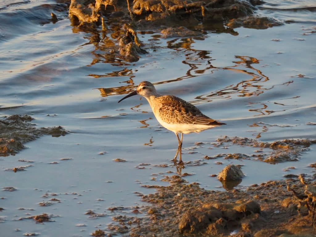trapani-fauna-24