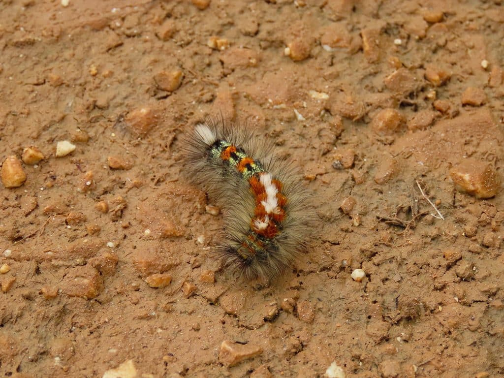 trapani-fauna-25