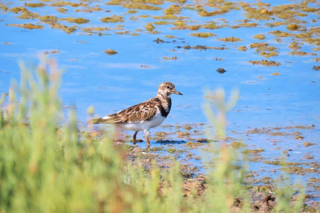 trapani-fauna-26
