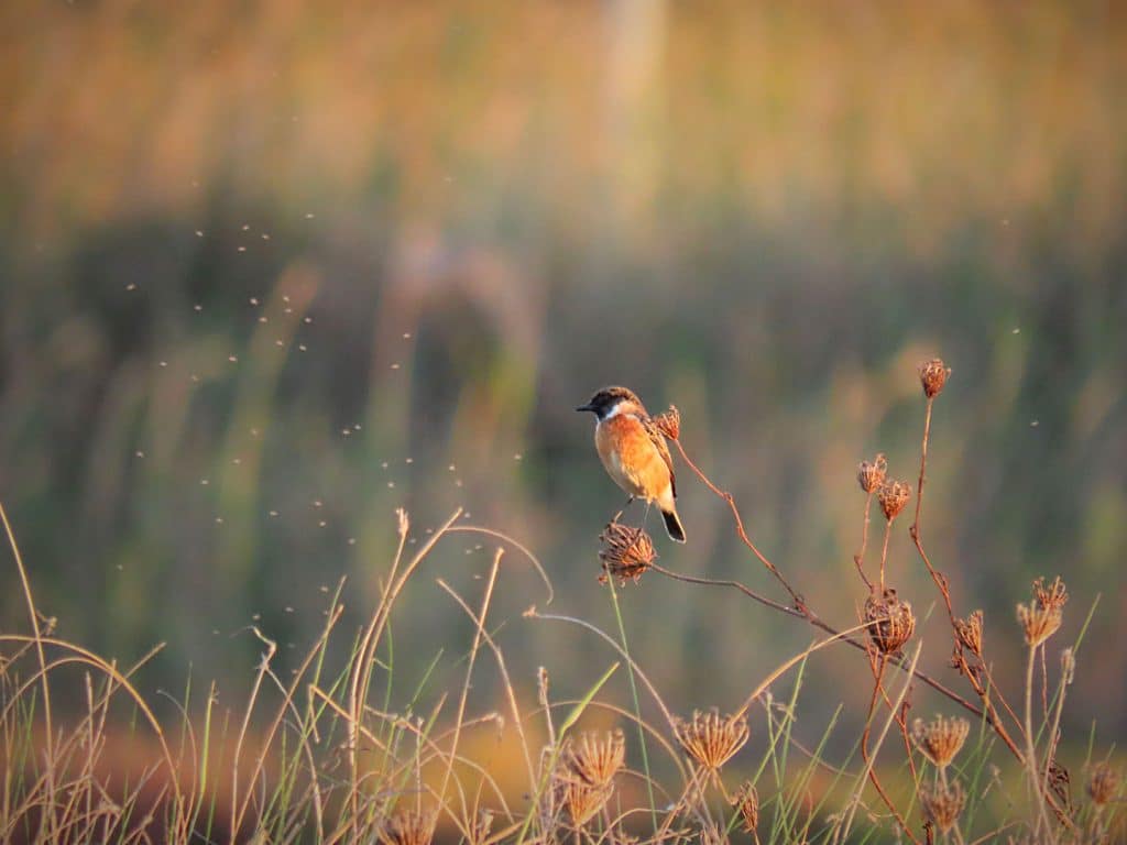 trapani-fauna-27