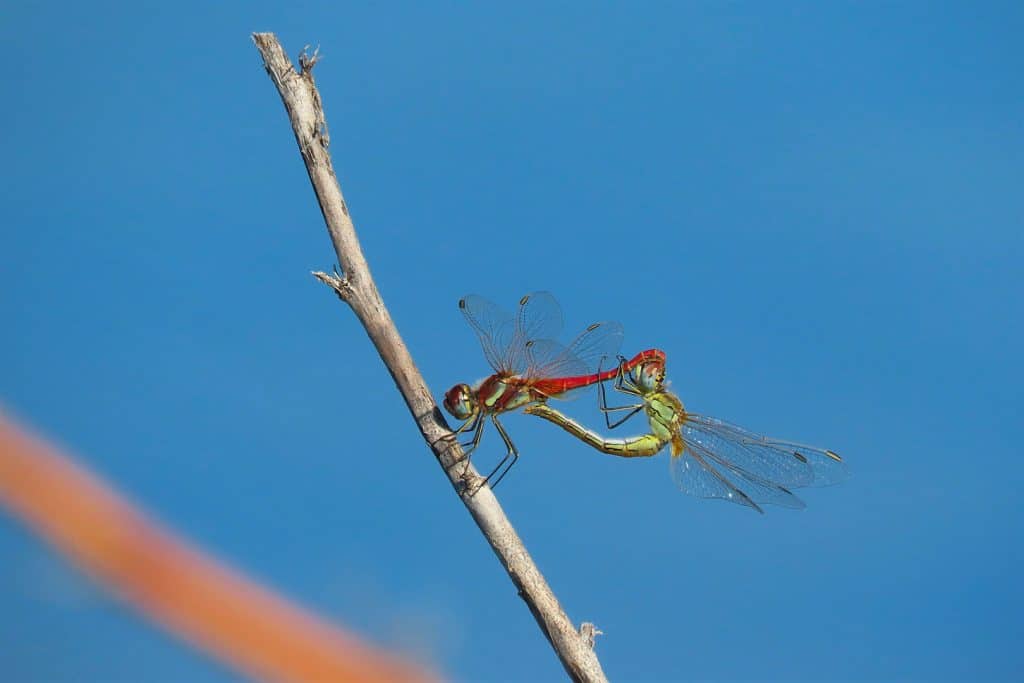 trapani-fauna-28
