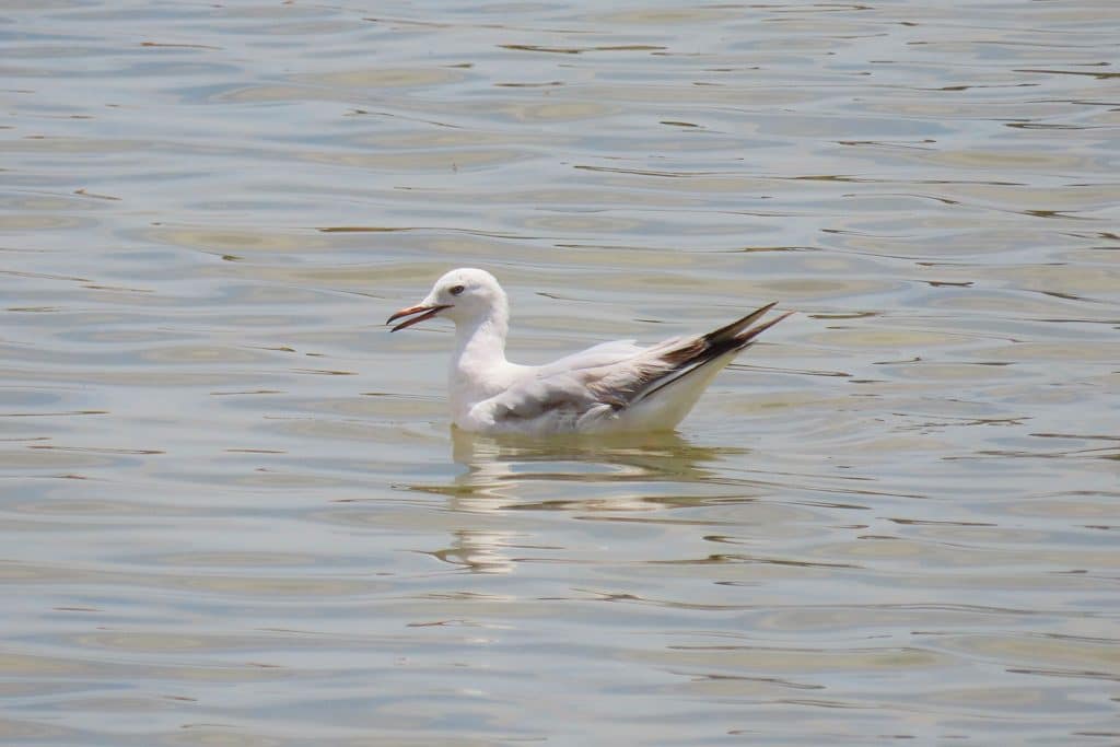 trapani-fauna-29