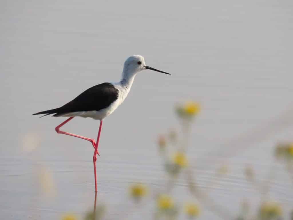 trapani-fauna-3