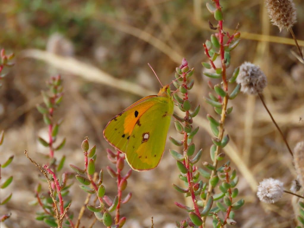 trapani-fauna-30