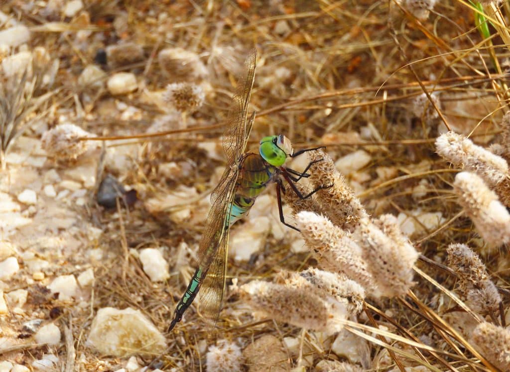 trapani-fauna-31