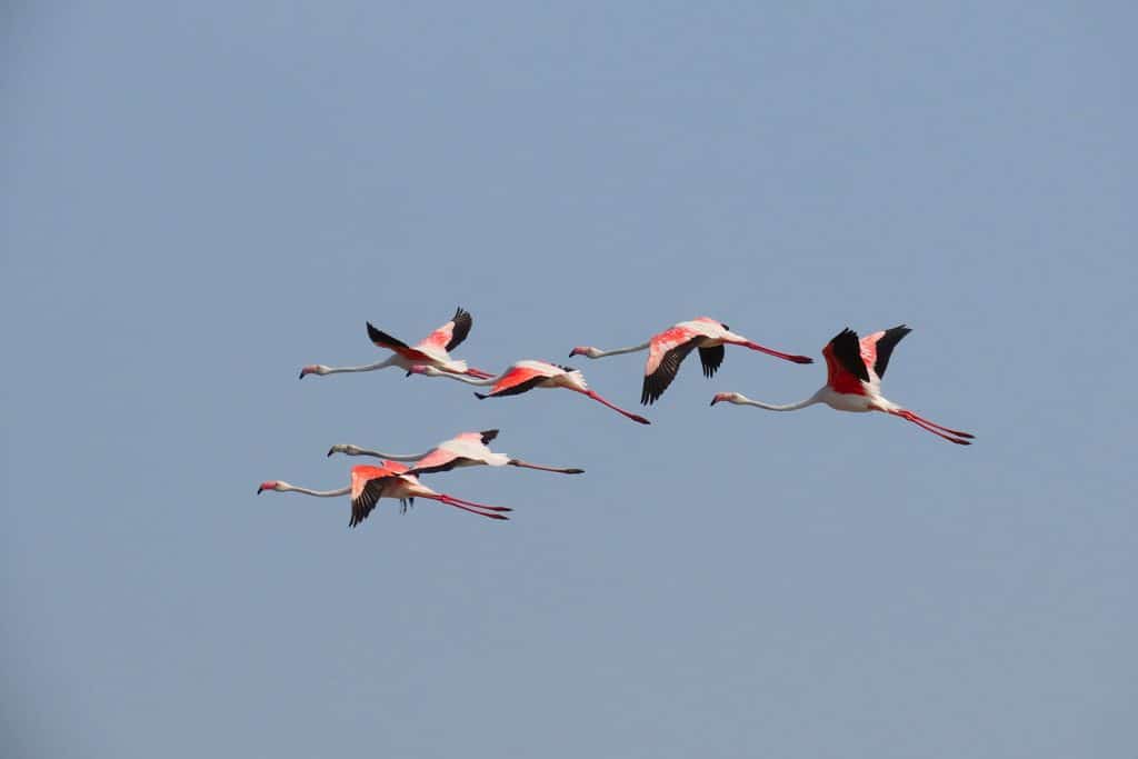 trapani-fauna-32