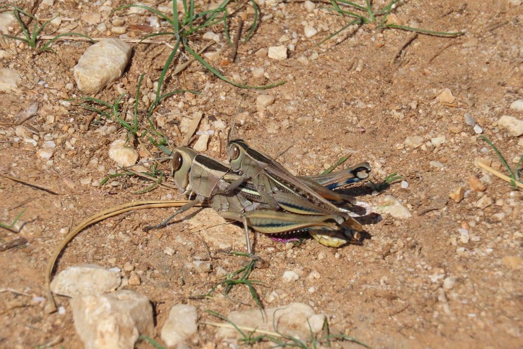 trapani-fauna-33