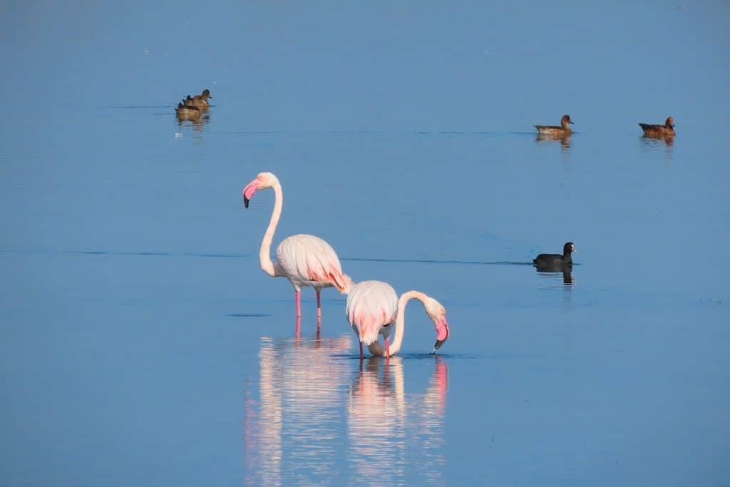 trapani-fauna-34