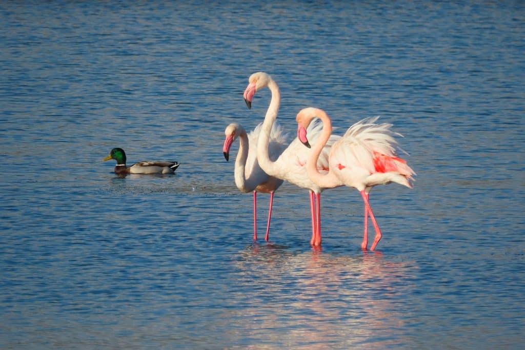 trapani-fauna-35