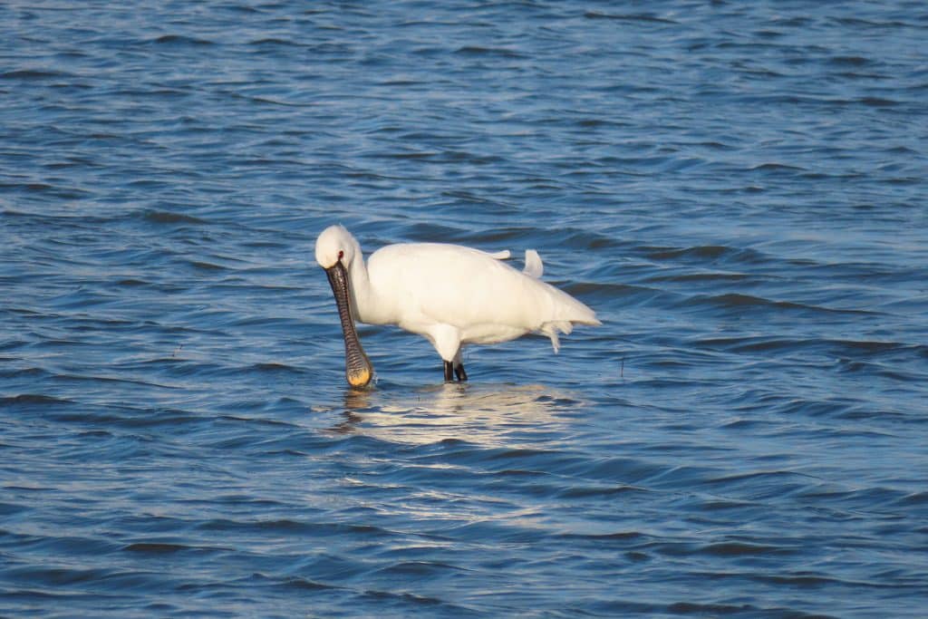 trapani-fauna-36