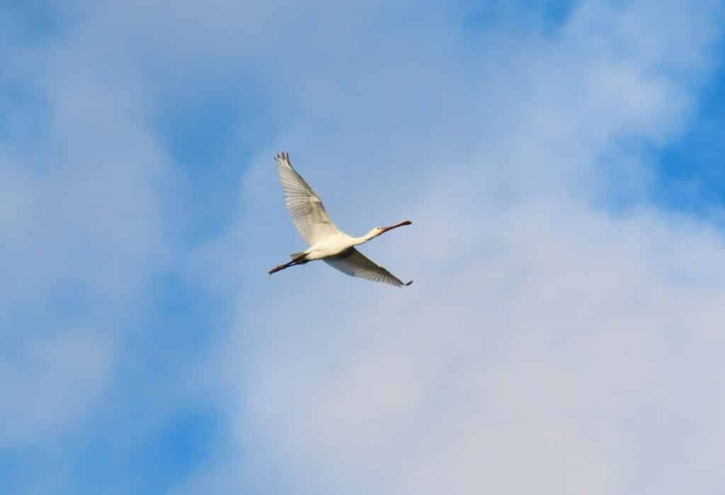 trapani-fauna-37