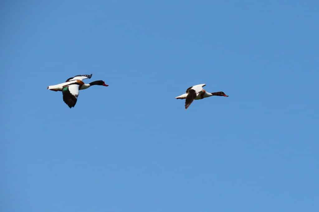trapani-fauna-38