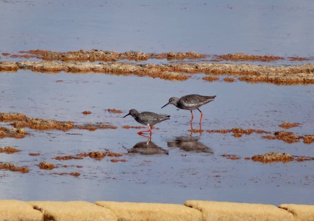 trapani-fauna-4
