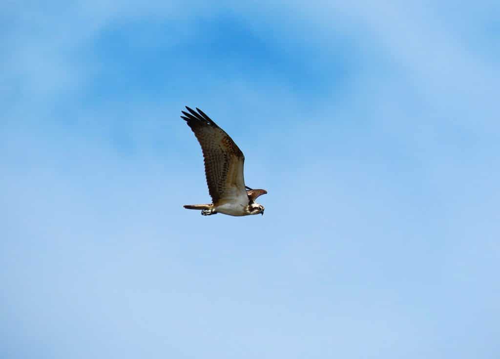 trapani-fauna-5
