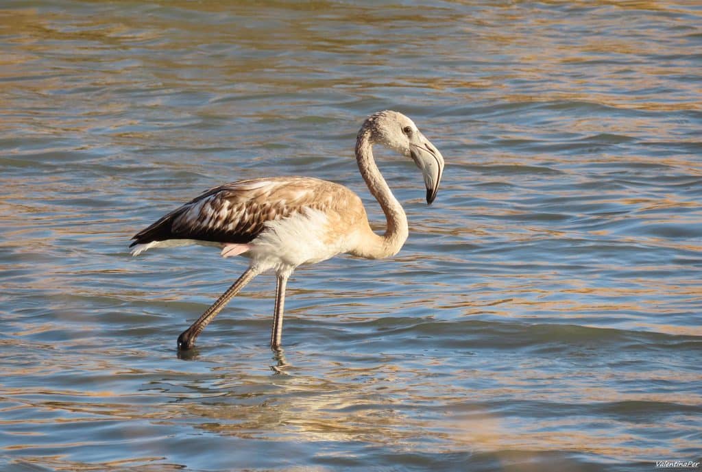 trapani-fauna-6
