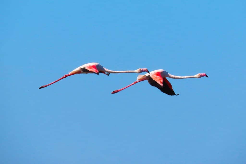 trapani-fauna-7