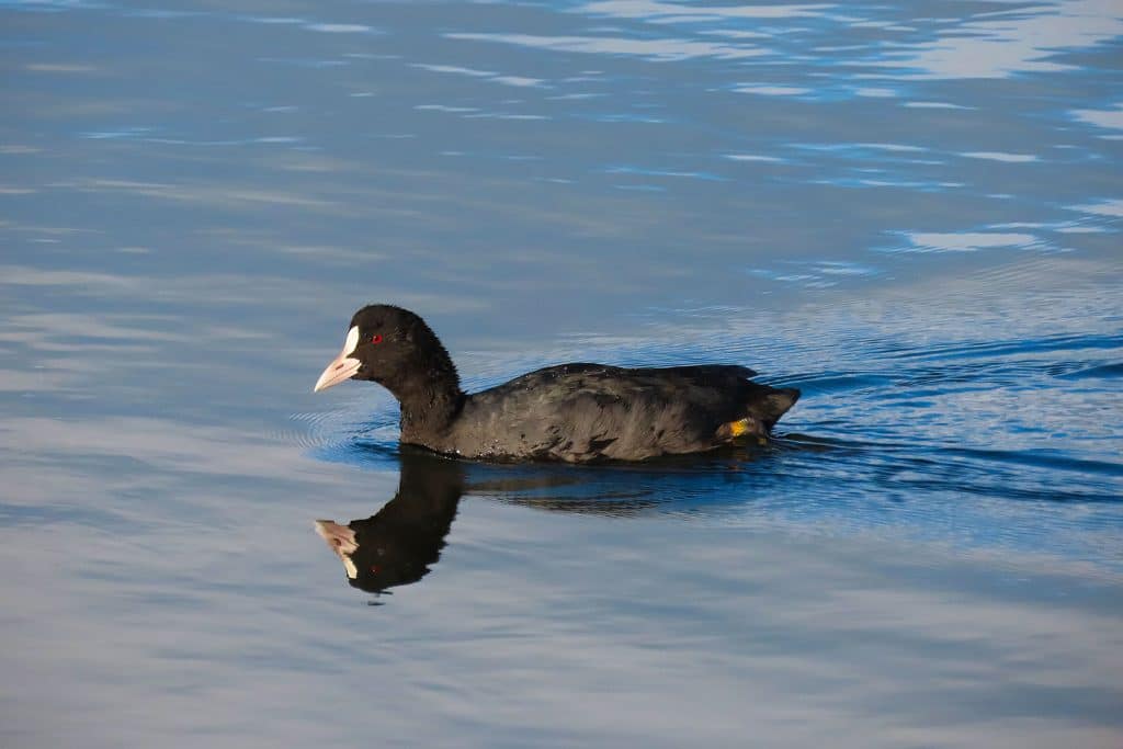 trapani-fauna-8
