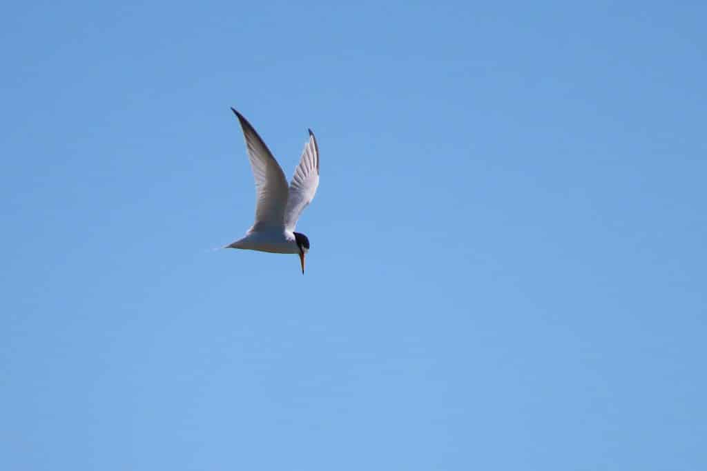 trapani-fauna-9