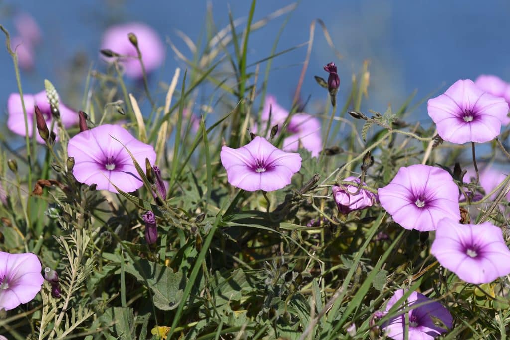 trapani-flora-1