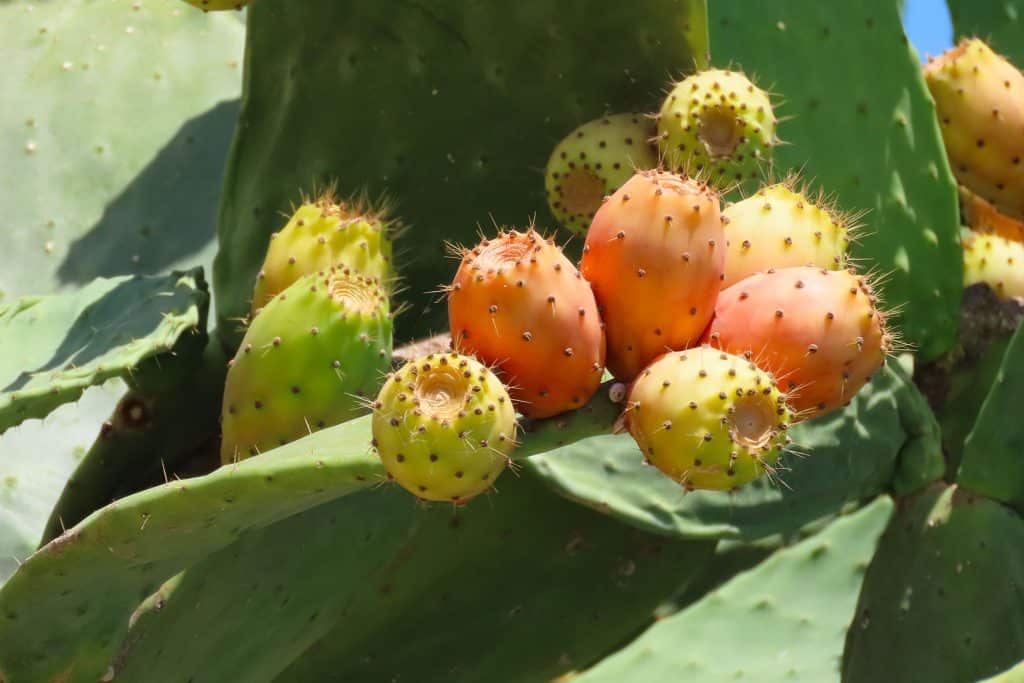 trapani-flora-12