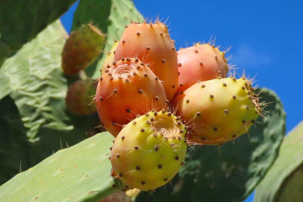 trapani-flora-13