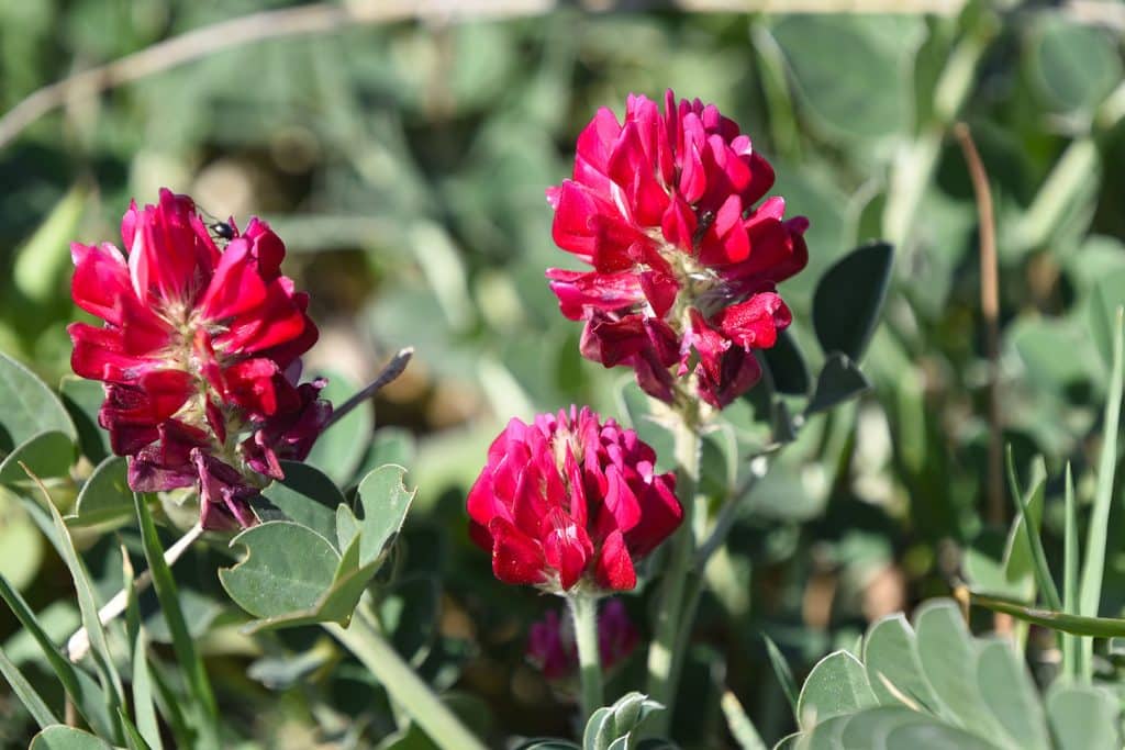 trapani-flora-2