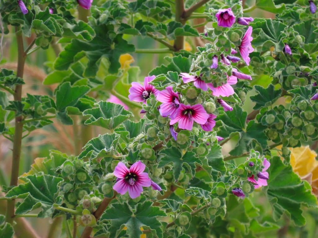 trapani-flora-5