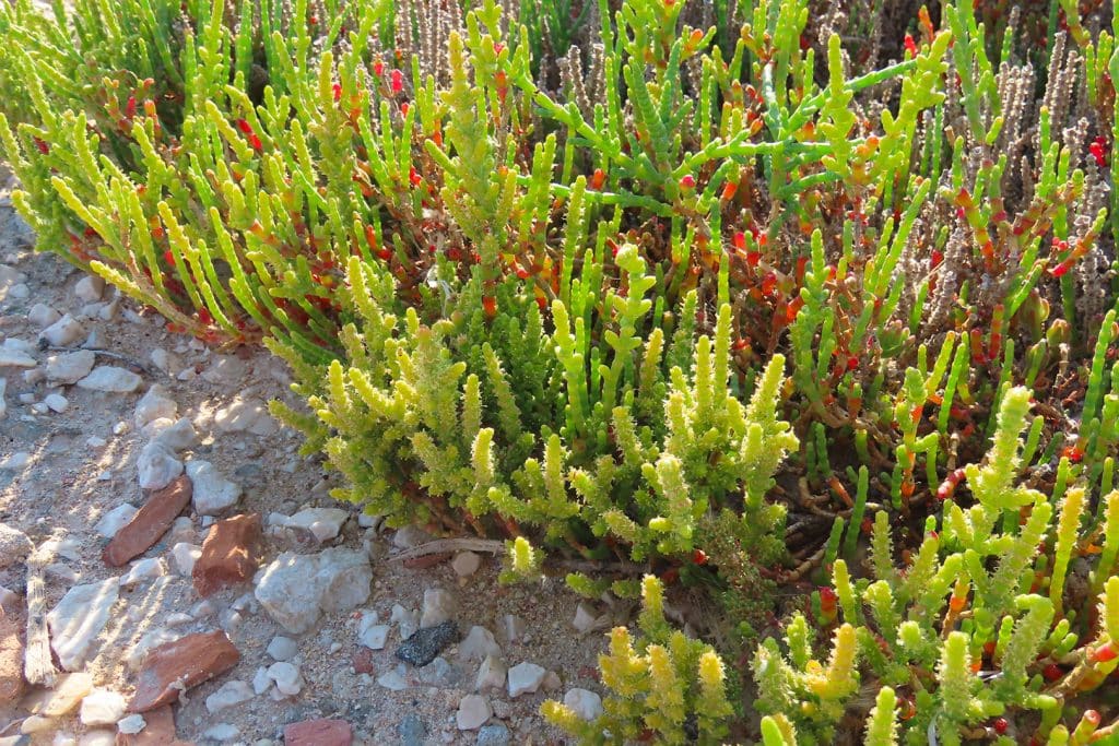 trapani-flora-6